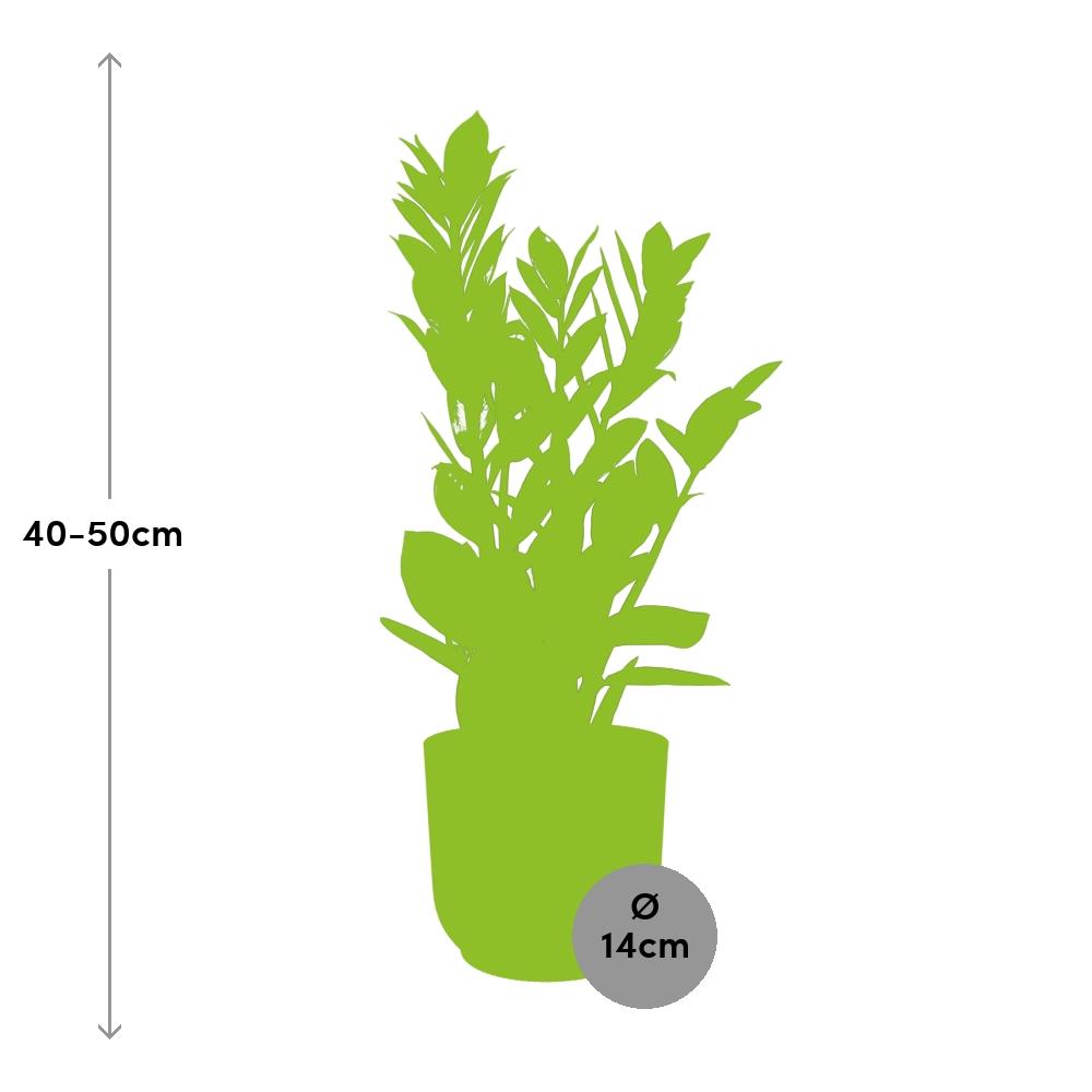 Zamioculcas (zz-plant) – 40 cm hoog – geel