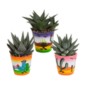 Mélange Gasteria/Haworthia – Ø9 cm, 18 cm de haut