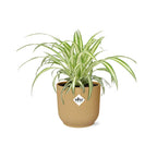 Chlorophytum comosum Variegatum in ELHO Vibes Fold 14cm geel (graslelie) – 10 cm hoog