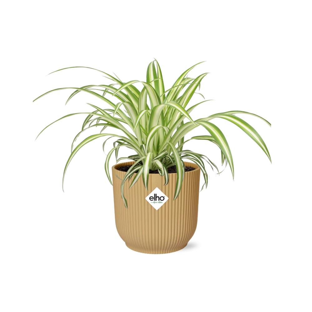 Chlorophytum comosum Variegatum dans ELHO Vibes Fold 14 cm jaune (plante-araignée) – 10 cm de haut