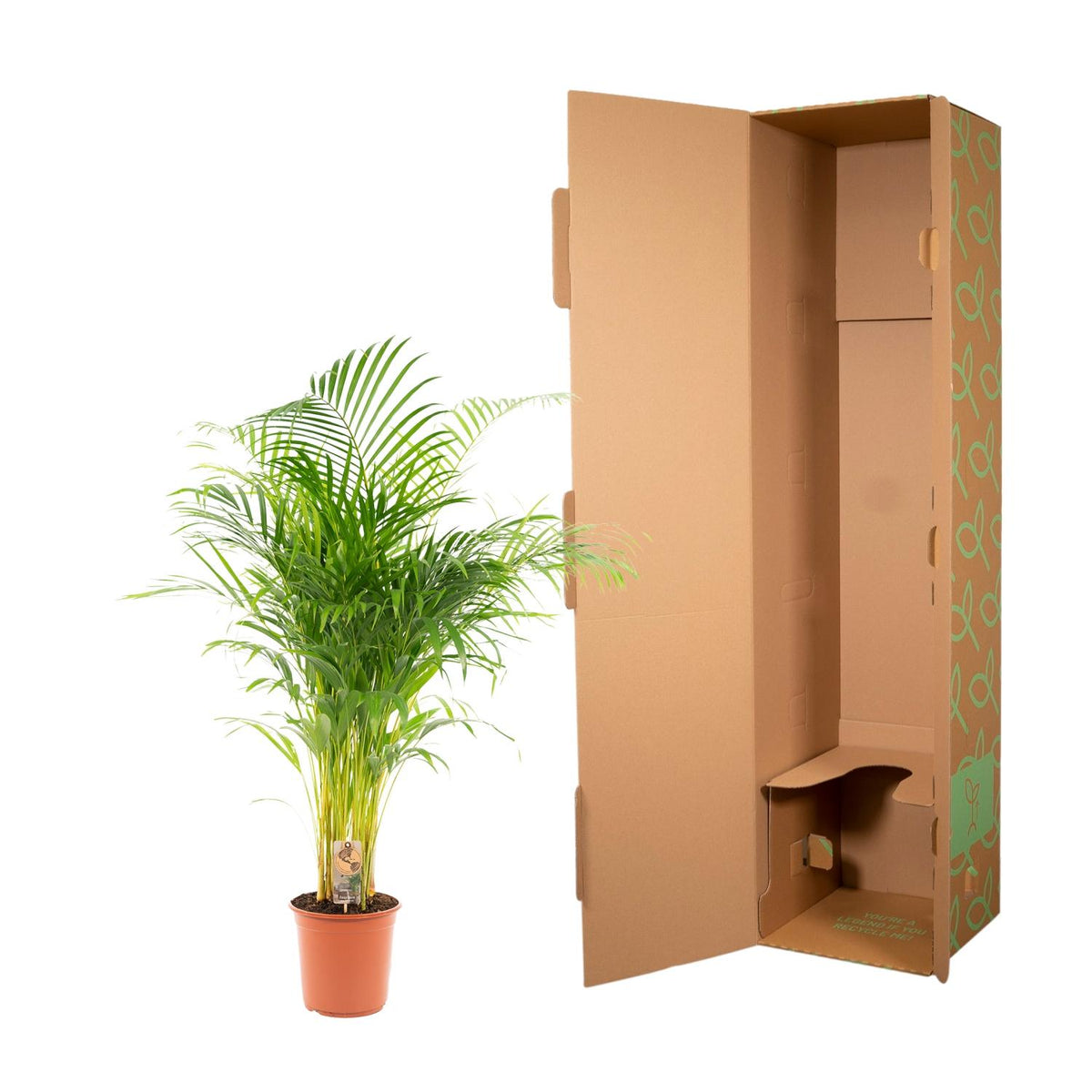 Areca palm (Dypsis) – Ø21 cm, 130 cm hoog