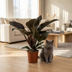 Philodendron Imperial Red – Ø19 cm, 60 cm de haut