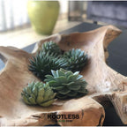 ROOTLESS Echeveria Medium Mix GIY Box – Ø19 cm, 5 cm høj