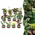 12× Verrassingsbox kamerplantjes incl. Copper Reef – Ø6 cm, 5–15 cm hoog