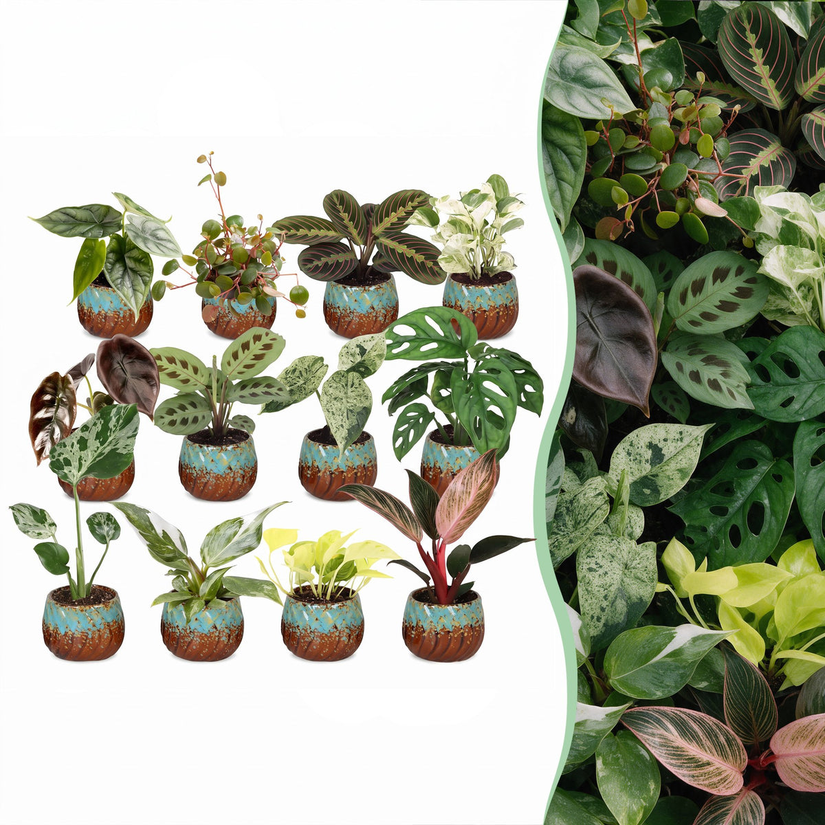 12× Verrassingsbox kamerplantjes incl. Copper Reef – Ø6 cm, 5–15 cm hoog