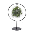 Tillandsia Ring Mix (Medium) (luchtplantje) – Ø17 cm, 30 cm hoog