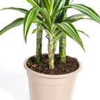 Dracaena Deremensis White Stripe (Drachenbaum) mit Korb – Ø 21 cm, 90–110 cm hoch