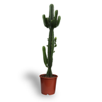 Euphorbia Acrurensis – Ø24 cm, 60 cm de haut