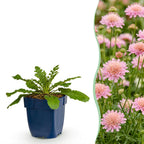 Scabiosa columbaria 'Pink Mist' (fleur de columbine) – rose – 12 plants, Ø11 cm, 15–25 cm de haut