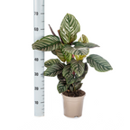 Calathea Ornata Sanderiana – Ø17 cm, 40–50 cm hoog