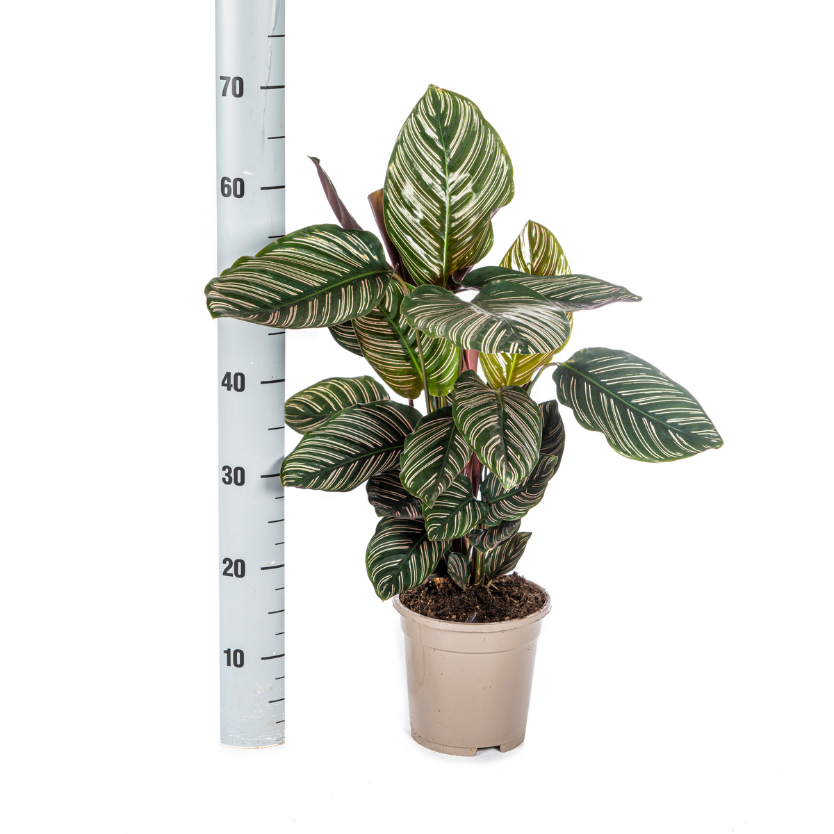 Calathea Ornata Sanderiana – Ø17 cm, 40–50 cm høj