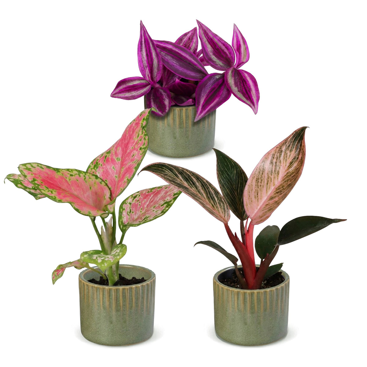 3× Babyplantjes Paradise Mix incl. Linnea Olive – Ø6 cm, 10–15 cm hoog
