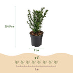 Taxus baccata (if bien-aimé) – 40 plants, Ø9 cm, 20–30 cm de haut