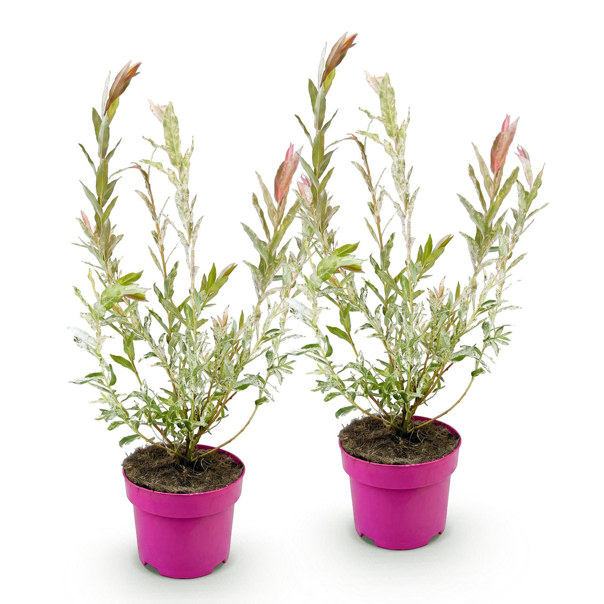 Salix 'Flamingo' (saule) – 2 plantes, Ø17 cm, 40–50 cm de haut – photo 2