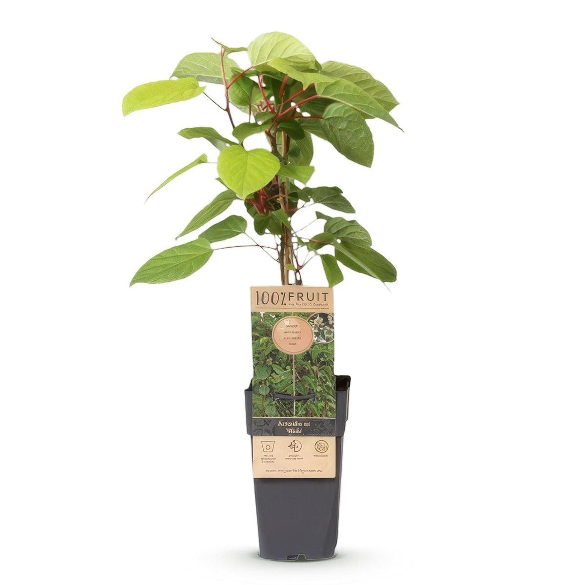 Actinidia arguta 'Weiki' (kiwiplant) – Ø15 cm, 50 cm hoog
