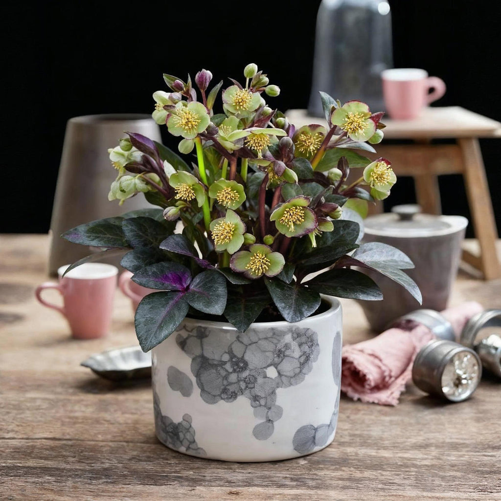Helleborus lividus 'Purple Marble' (Purpur-Christrose) – Ø 14 cm, 35 cm hoch – Bild 5