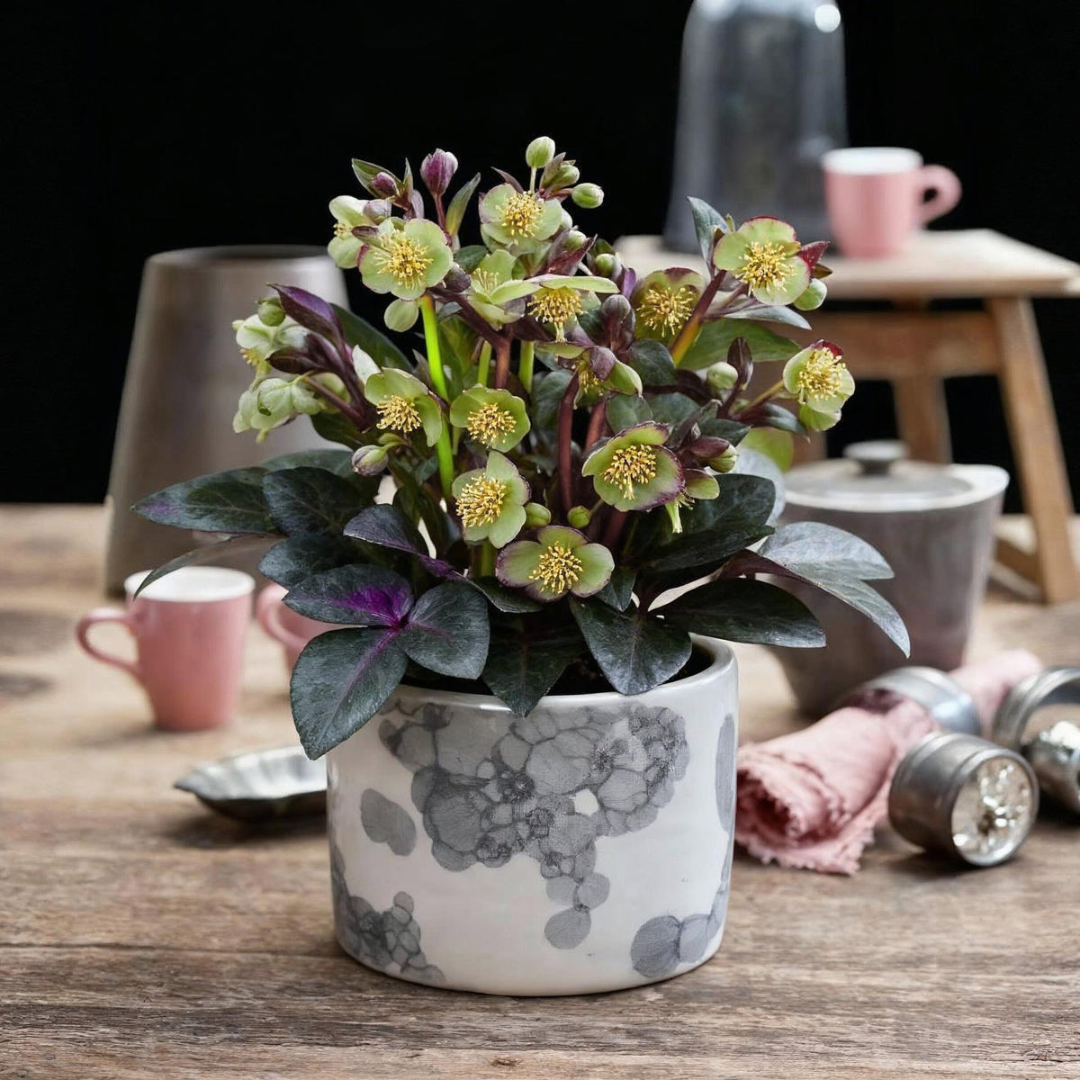Helleborus lividus 'Purple Marble' (kerstroos) – Ø14 cm, 35 cm hoog – foto 5