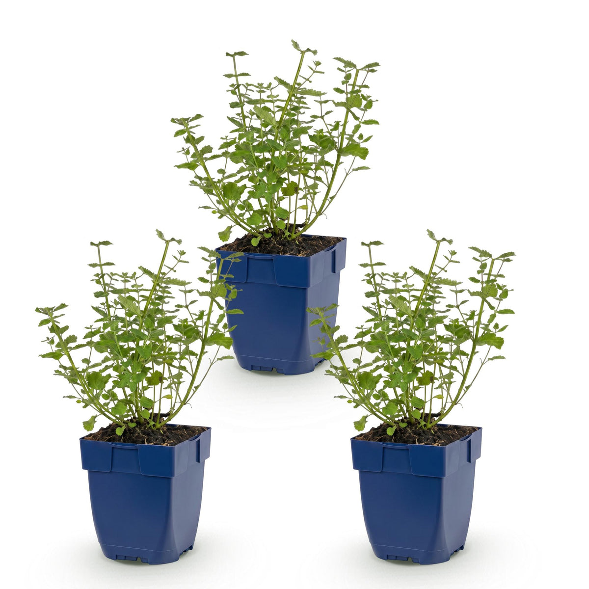 Nepeta faassenii 'Walker’s Low' (Katzenminze) – blau – 3 Pflanzen, Ø 11 cm, 15–25 cm hoch – Bild 2
