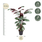 Calathea Oppenheimiana – Ø27 cm, 130 cm hoog