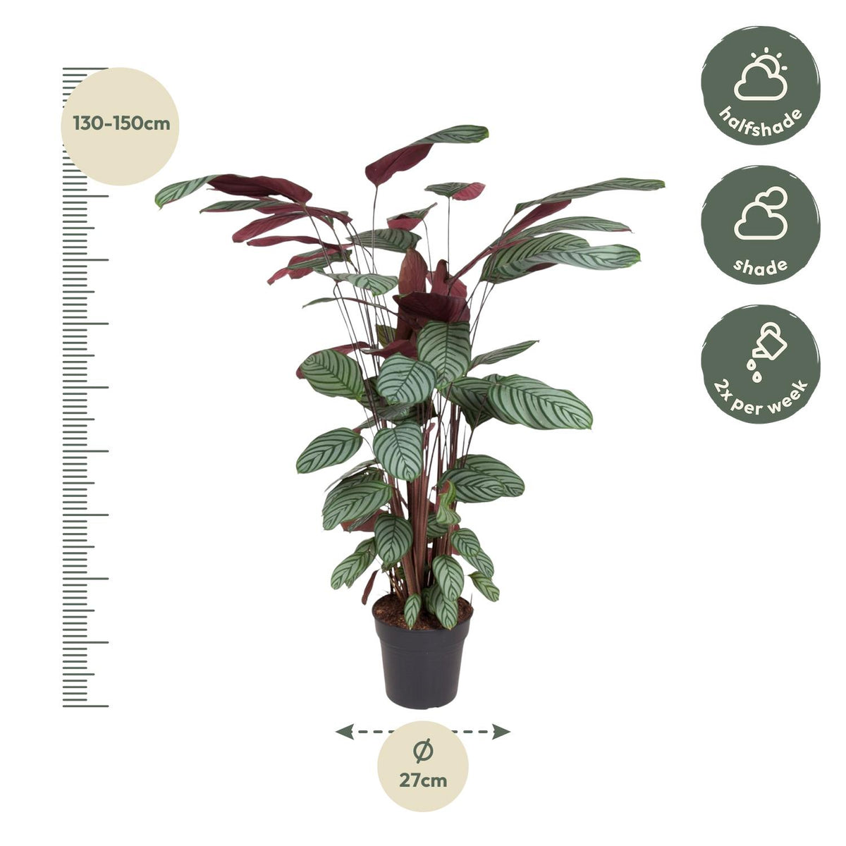 Calathea Oppenheimiana – Ø 27 cm, 130 cm hoch