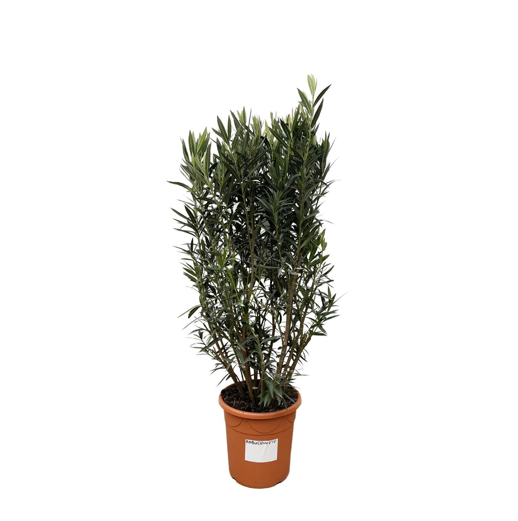 Nerium 'Oleander' – Ø40 cm, 180 cm high