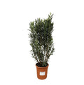 Nerium 'Oleander' – Ø40 cm, 180 cm high