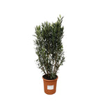 Nerium 'Oleander' – Ø40 cm, 180 cm high