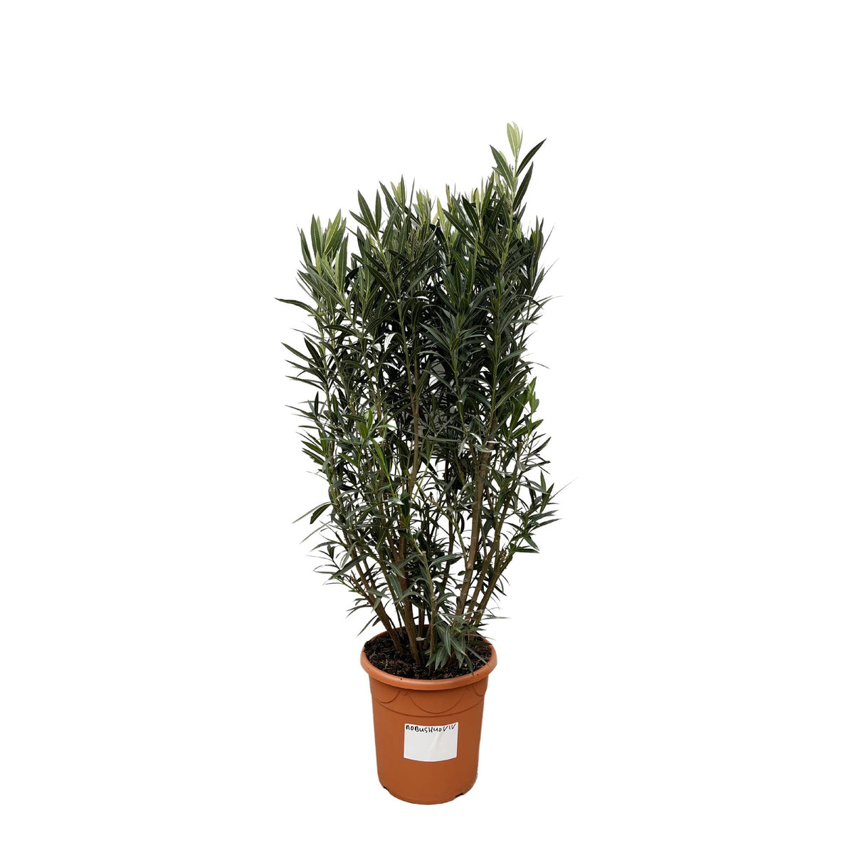 Nerium 'Oleander' – Ø40 cm, 180 cm high