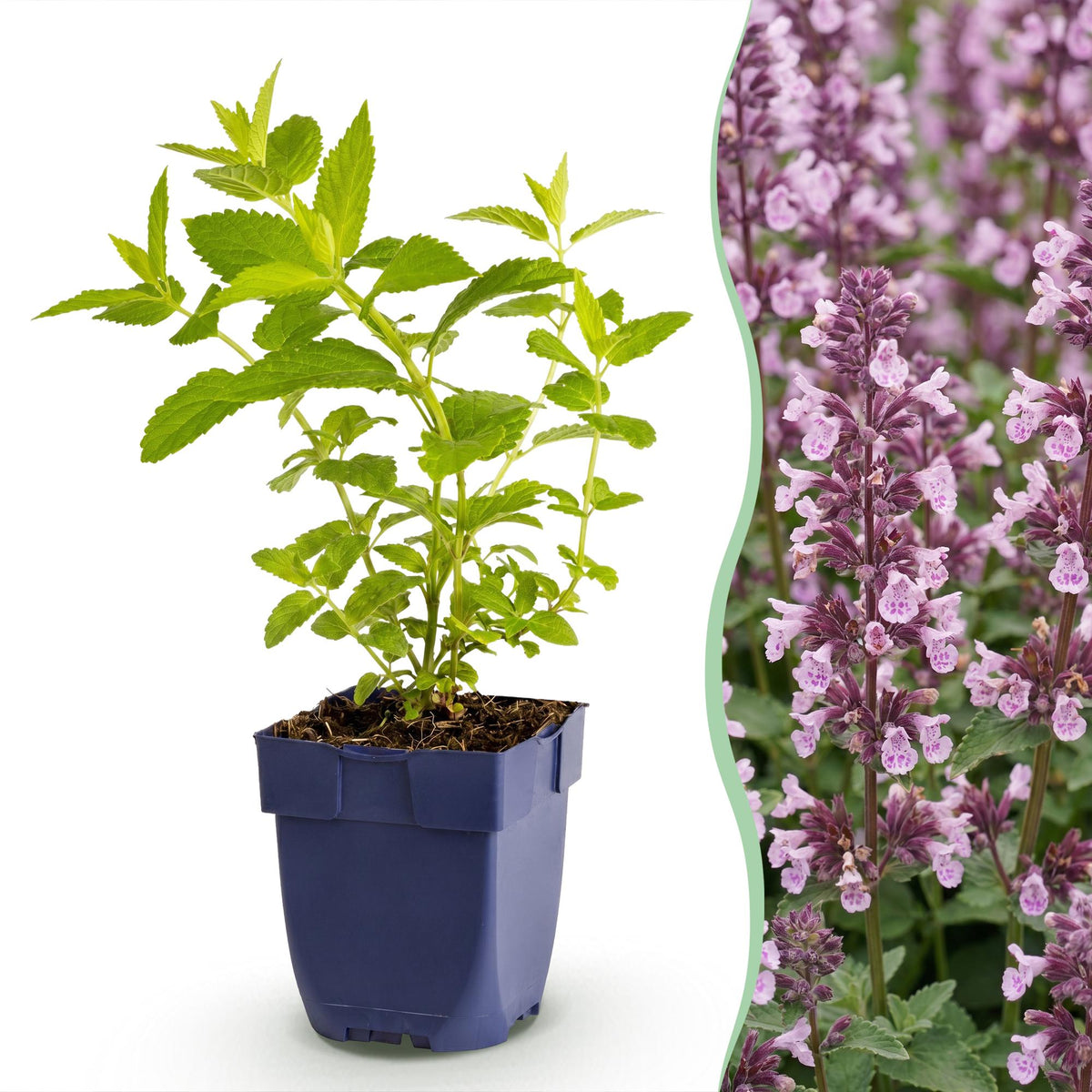 Nepeta sibirica 'Wild Orchid' (Katzenminze) – rosa – 24 Pflanzen, Ø11 cm, 15–25 cm hoch
