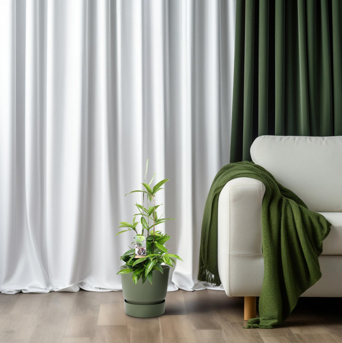 Dracaena Surculosa (drakenboom) – Ø17 cm, 55 cm hoog