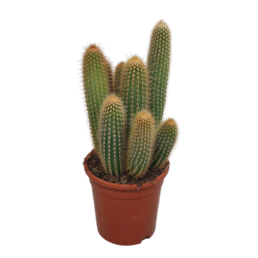 Vatricania guentheri (Cactaceae) sans pot décoratif – Ø17 cm, 40 cm de haut
