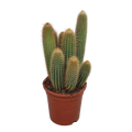 Vatricania guentheri (Cactaceae) sans pot décoratif – Ø17 cm, 40 cm de haut