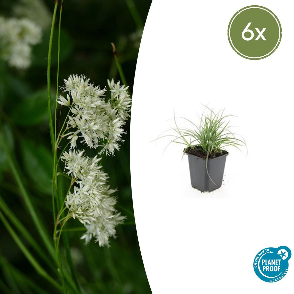 Luzula nivea (snowy woodrush) – 6 plants, Ø9 cm, 10–25 cm high – photo 2