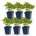 Astilbe chin. 'Pumila' (Chinesische Astilbe) – lila – 6 Pflanzen, Ø 11 cm, 15–25 cm hoch