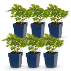 Astilbe chin. 'Pumila' (Chinesische Astilbe) – lila – 6 Pflanzen, Ø 11 cm, 15–25 cm hoch