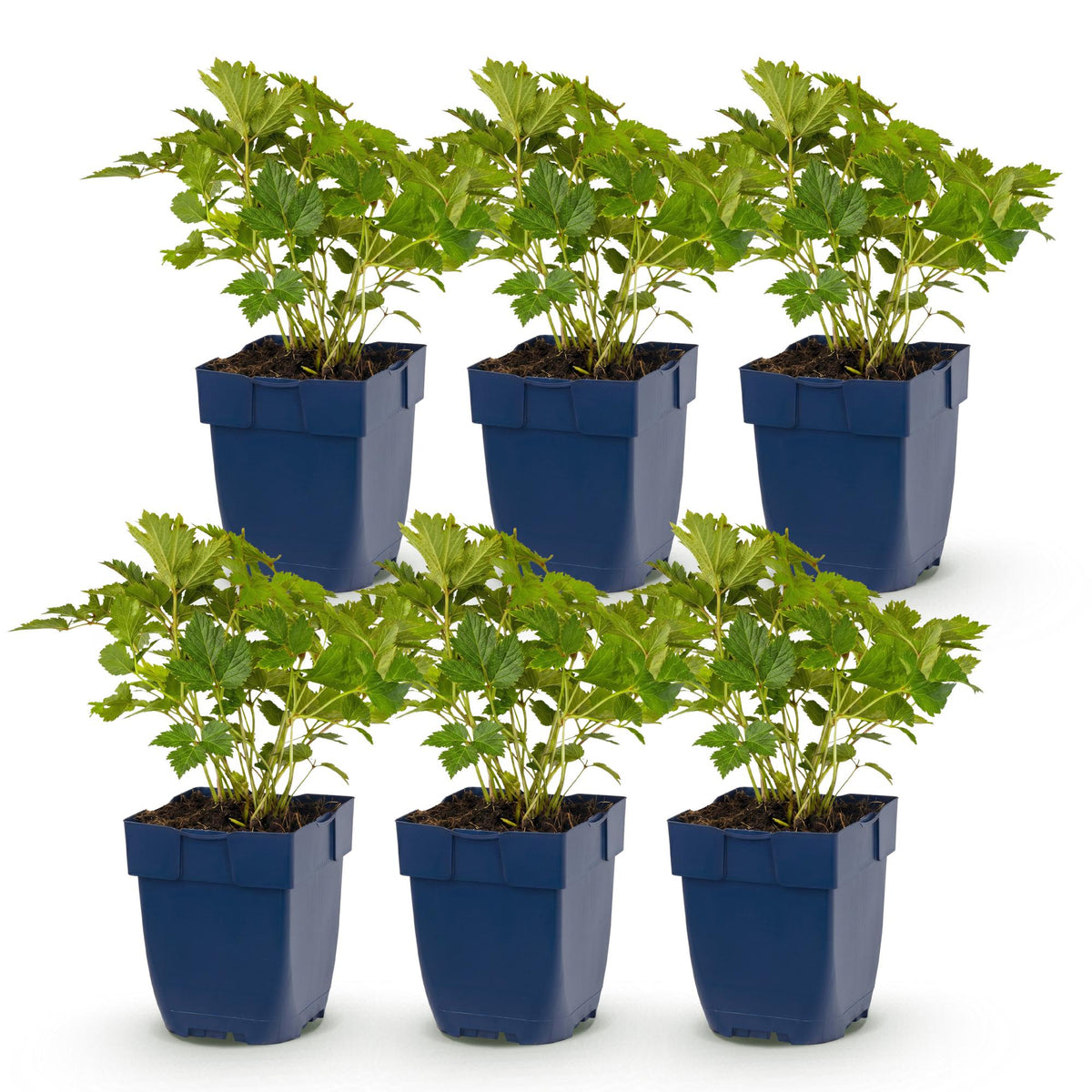 Astilbe chin. 'Pumila' (kællingebær) – lilla – 6 planter, Ø11 cm, 15–25 cm høj