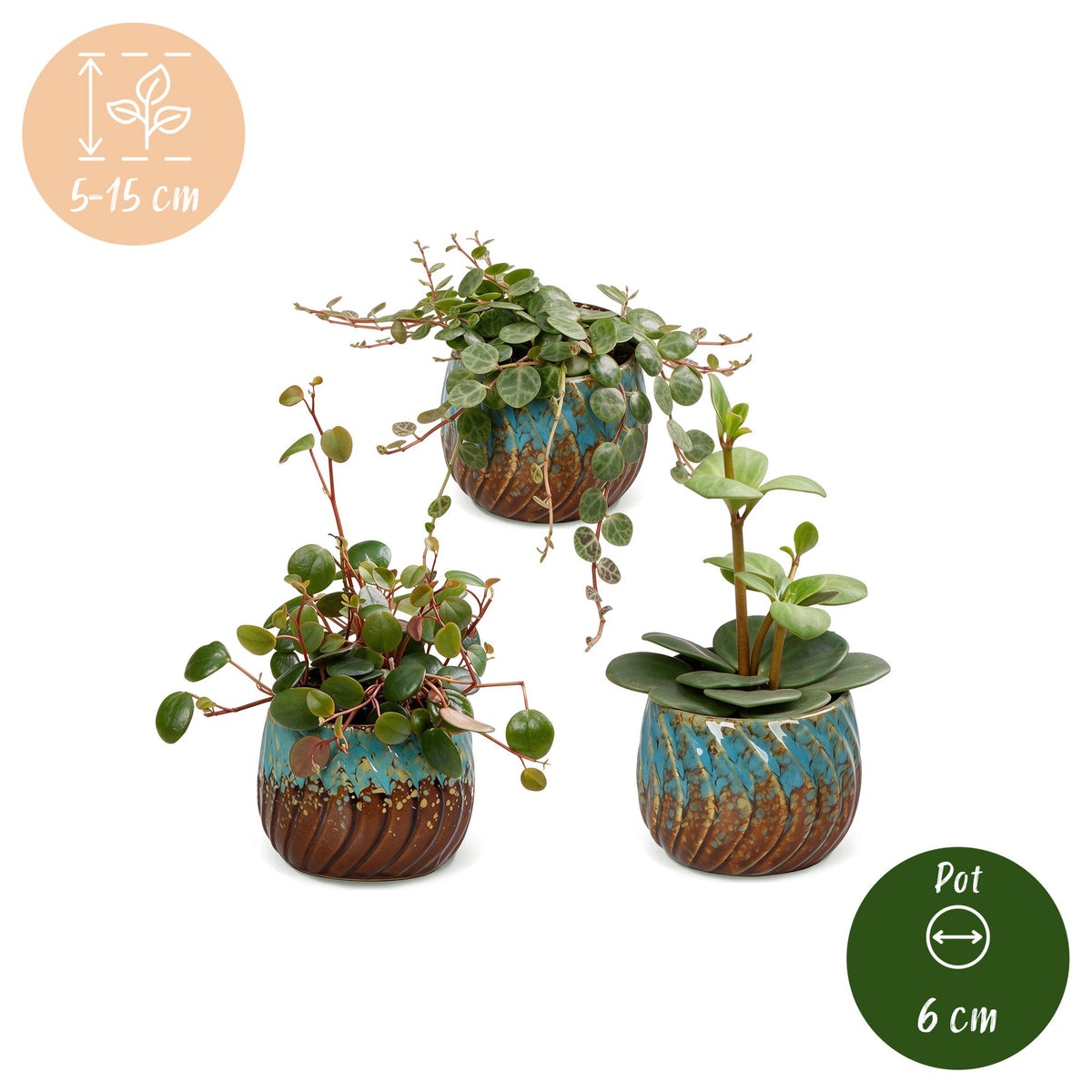 3× Baby Peperomia Mix incl. Copper Reef – Ø6 cm, 5–15 cm høj