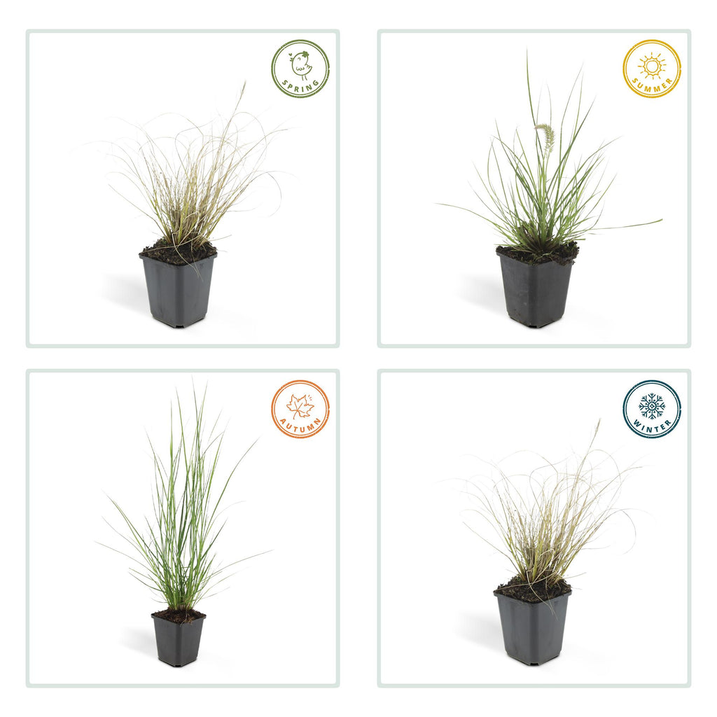 Pennisetum alopecuroides 'Hameln' (fountain grass) – 60 plants, Ø9 cm, 10–25 cm high – photo 5