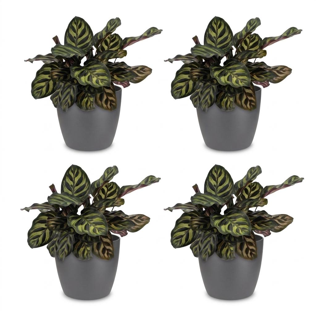 4× Calathea makoyana dans pot décoratif gris Potter-s – Ø12 cm, 25 cm de haut – photo 2