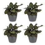 4× Calathea makoyana dans pot décoratif gris Potter-s – Ø12 cm, 25 cm de haut