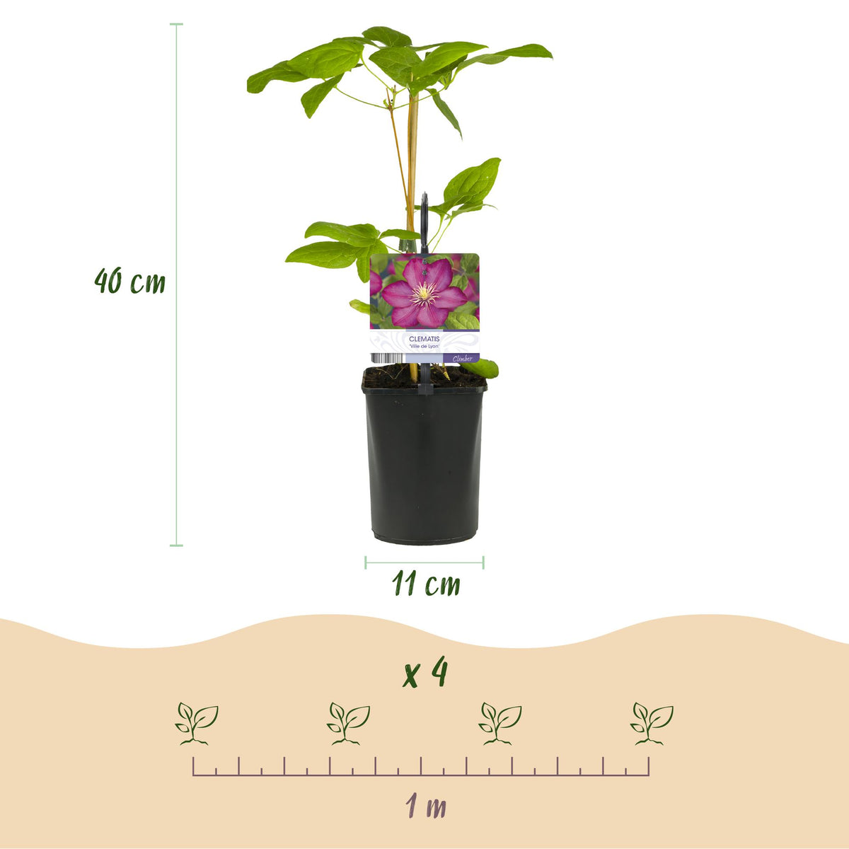 Clematis 'Ville De Lyon' (bosrank) – roze – 2 planten, Ø11 cm, 40 cm hoog