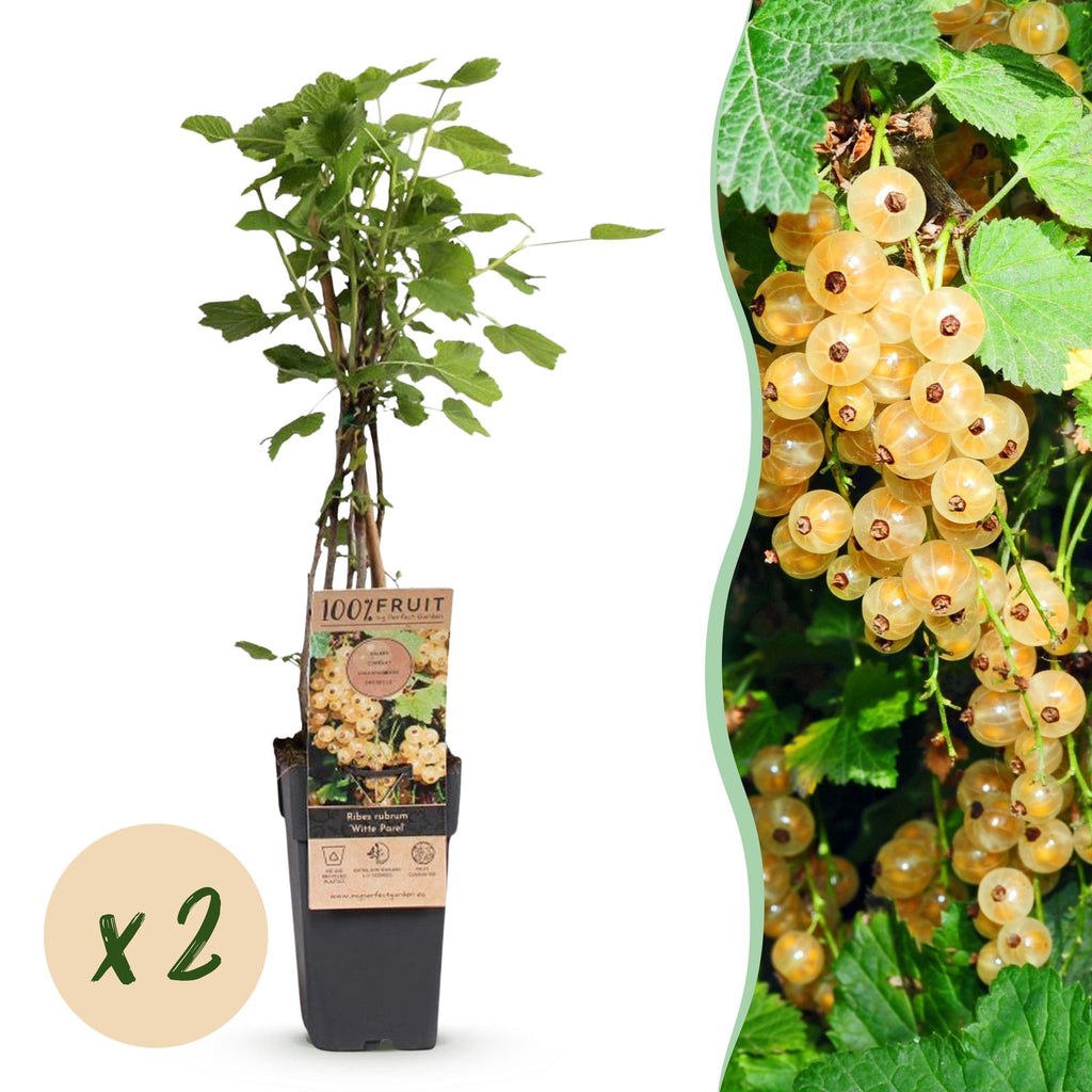 Ribes rubrum 'Parel' (Johannisbeerpflanze) – 2 Pflanzen, Ø 15 cm, 50 cm hoch
