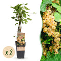 Ribes rubrum 'Parel' (Johannisbeerpflanze) – 2 Pflanzen, Ø 15 cm, 50 cm hoch