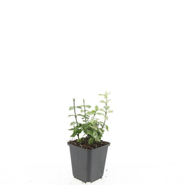 Euonymus fort. 'Harlequin' (burning bush) – 24 plants, Ø9 cm, 10–25 cm high