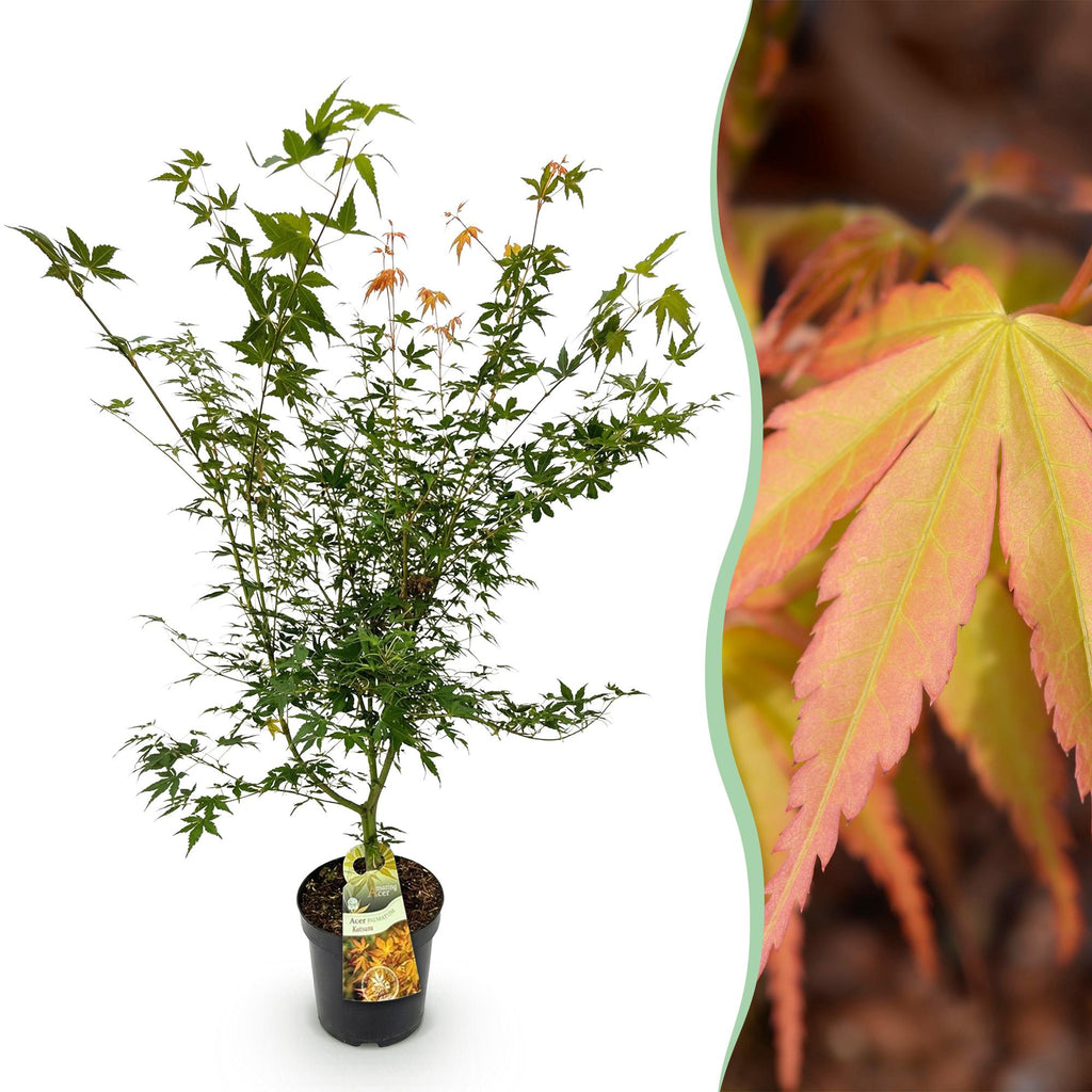 Acer palmatum 'Katsura' (Japanese maple) – Ø26 cm, 90 cm high