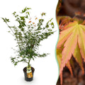 Acer palmatum 'Katsura' (Japanese maple) – Ø26 cm, 90 cm high