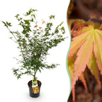 Acer palmatum 'Katsura' (Japanese maple) – Ø26 cm, 90 cm high