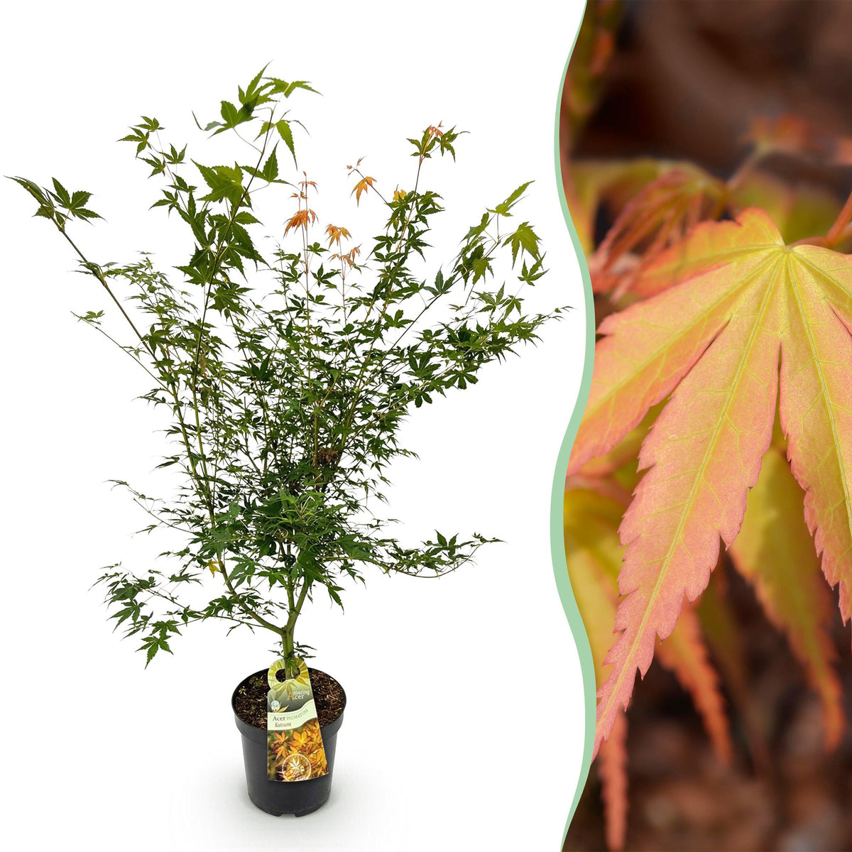 Acer palmatum 'Katsura' (Japanse esdoorn) – Ø26 cm, 90 cm hoog