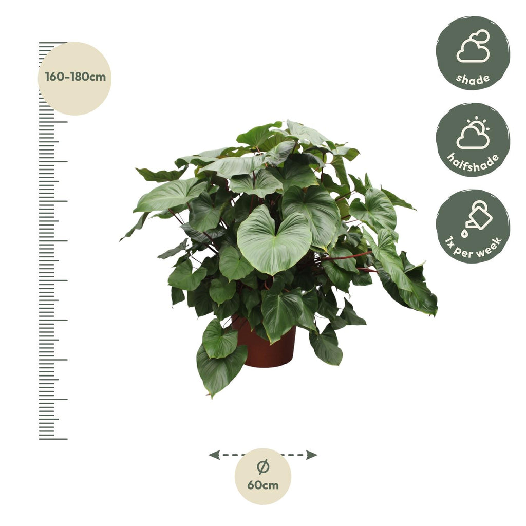 Homalomena Rubescens Maggy – Ø60 cm, 170 cm hoch