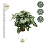 Homalomena Rubescens Maggy – Ø60 cm, 170 cm hoch